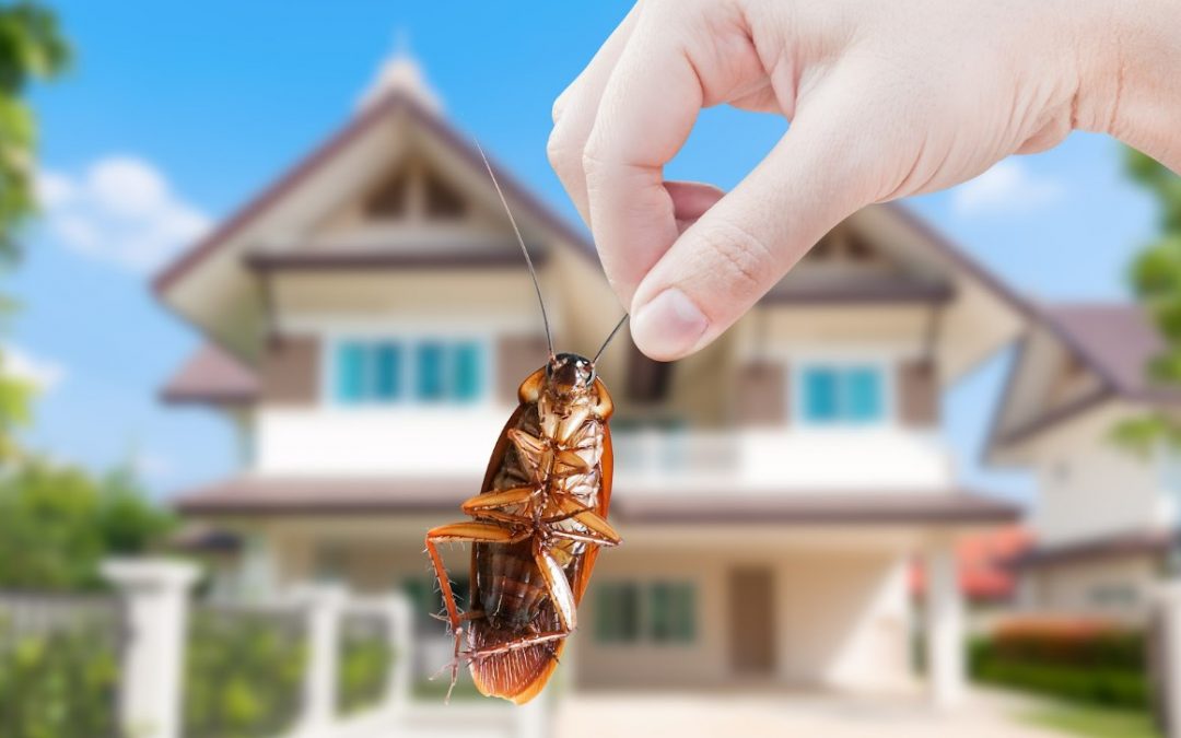 Don’t Let Pests Take Over Your Property This Spring | Efficient Pest Services