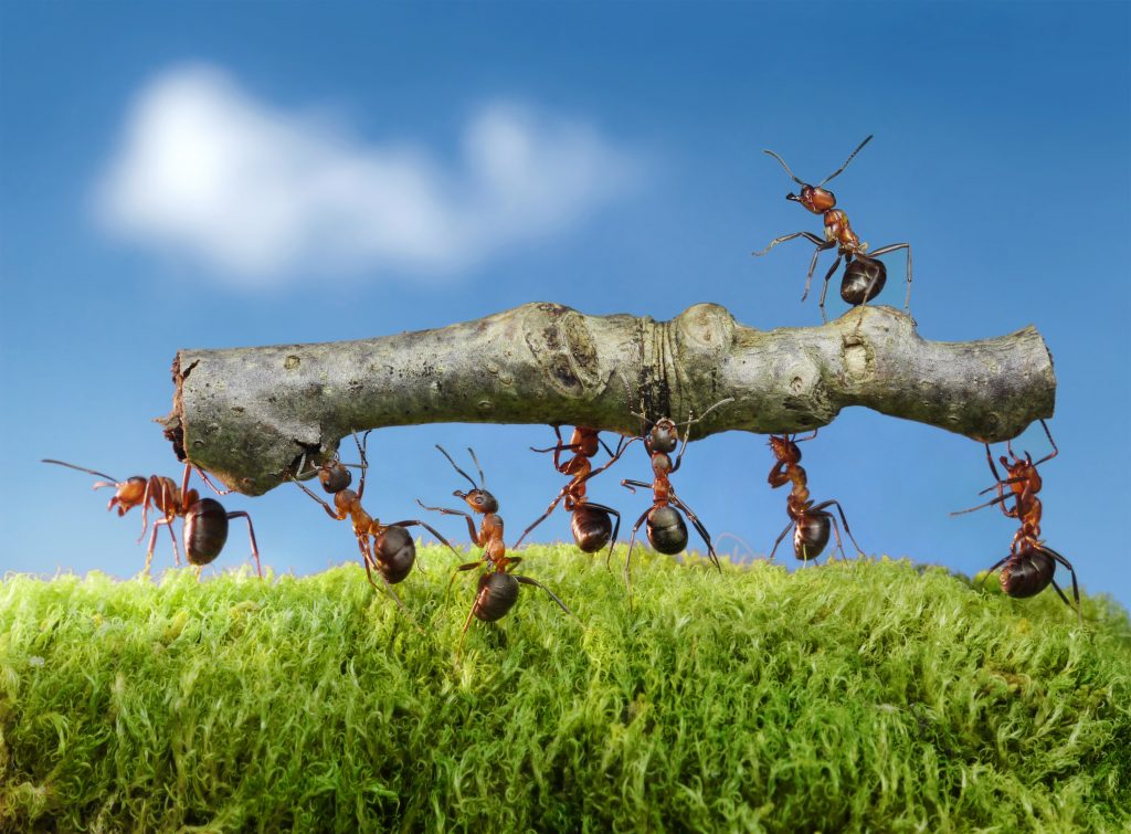 Ants carrying a log as a team, symbolizing their persistence and teamwork in invading Ventura County homes