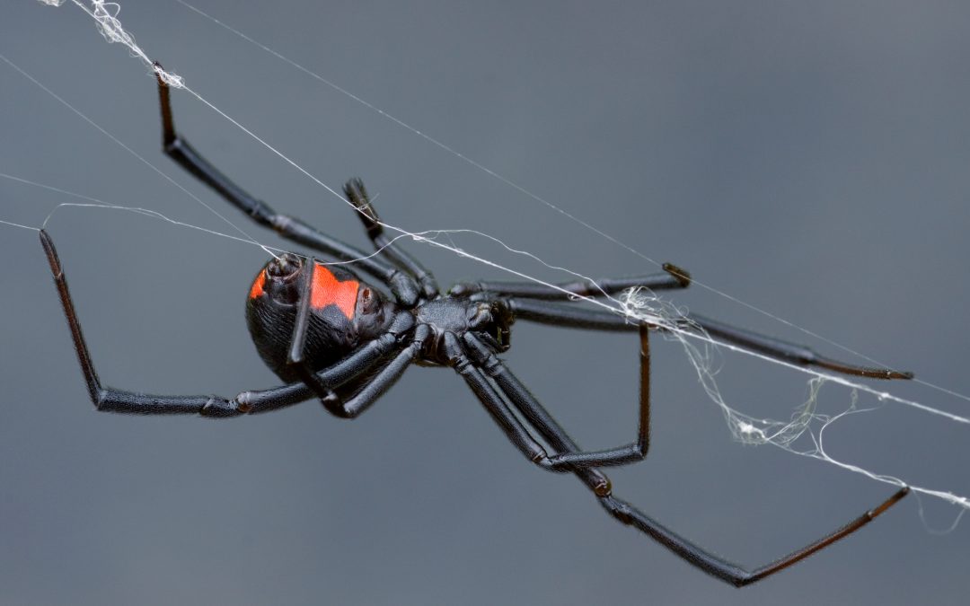 Spiders in Ventura County