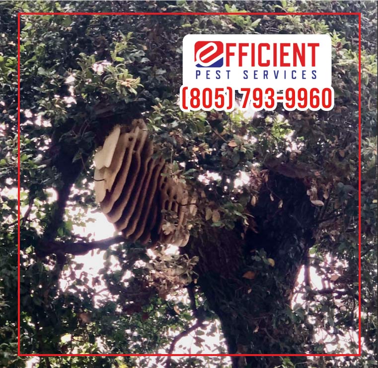 Safe and effective wasp nest removal service in progress on a commercial building in Oxnard.