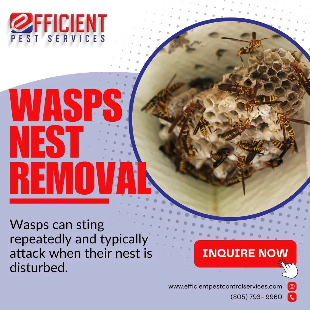 wasp nest removal in oxnard, ca because was can sting repeatedly and typically attack when their nest is disturbed