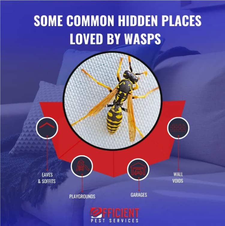 some common hidden places loved by wasps in oxnard, ca