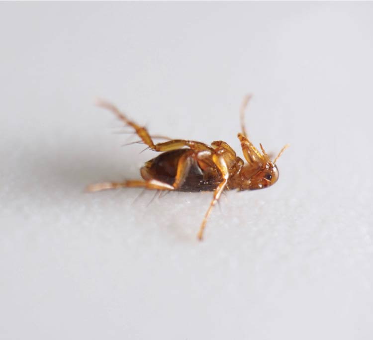 Application of low-toxicity, organic-focused solutions for complete Oxnard Flea Pest Control in commercial properties.