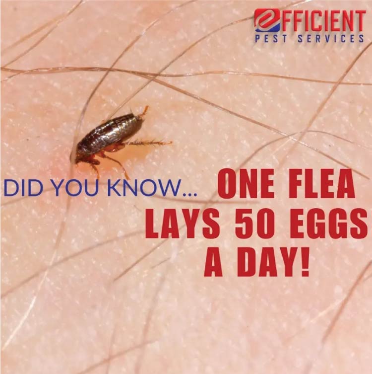 efficient flea pest control in oxnard, aca