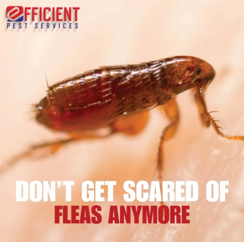 A close-up view demonstrating the safe and effective treatment of a residential floor for a stubborn flea infestation.