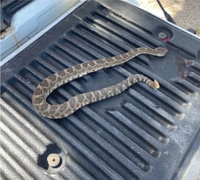 Humane live snake removal from a business premises near the Channel Islands Harbor in Ventura County.