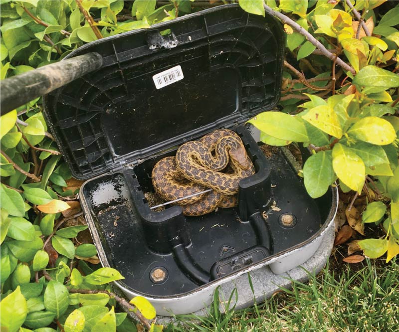 Oxnard Snake control technician safely inspecting a residential property's perimeter for entry points.