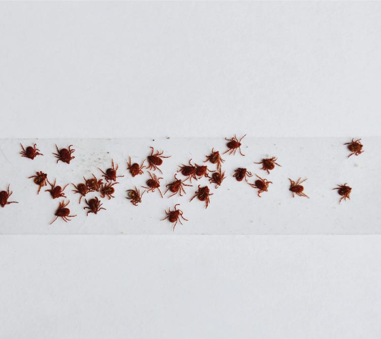 Professional tick pest control technician safely applying organic-focused treatment to a residential Oxnard backyard.