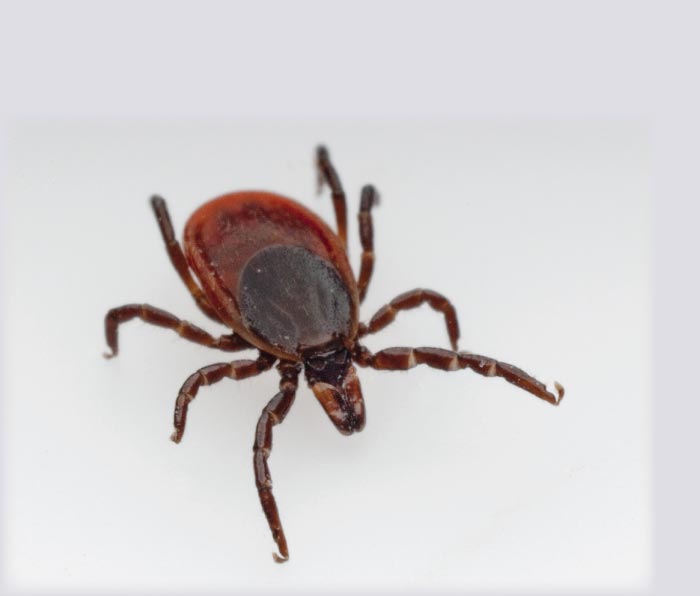 Close-up of tick being removed by efficient pest services